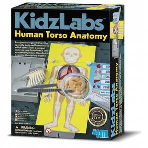 4M KidzLabs - Human Torso Anatomy / Insan Gövde Anatomisi